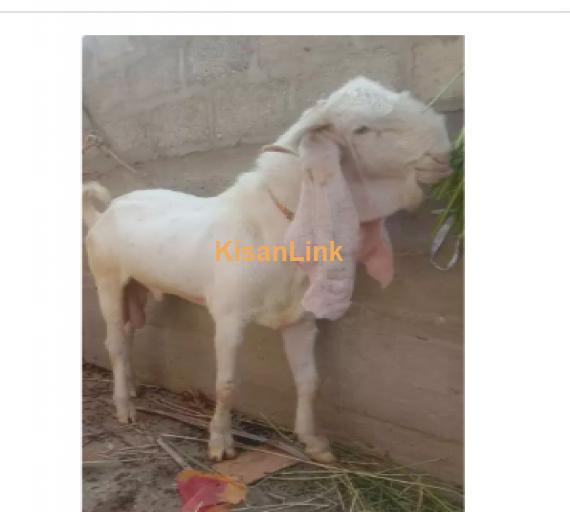 Goat for Sale