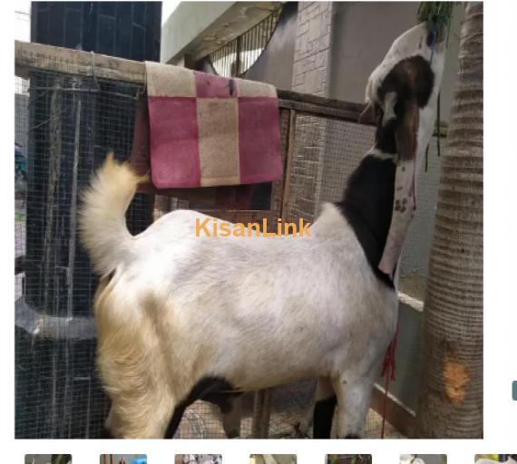 Goat for Sale