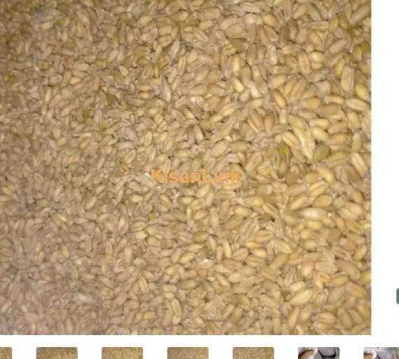 Wheat (گندم) Seeds