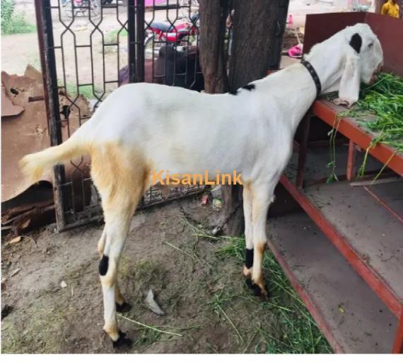 Goat for Sale