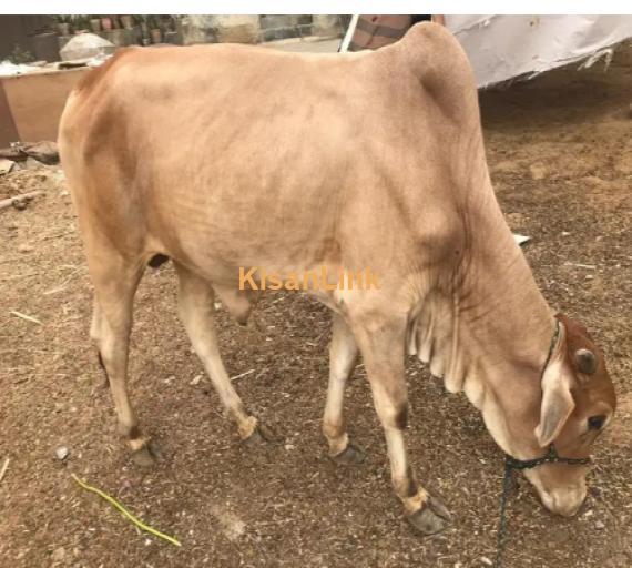 Cow For Sale