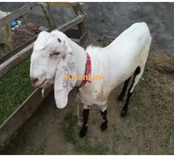 Goat for Sale