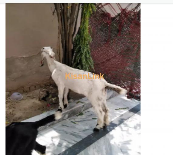 Goat for Sale