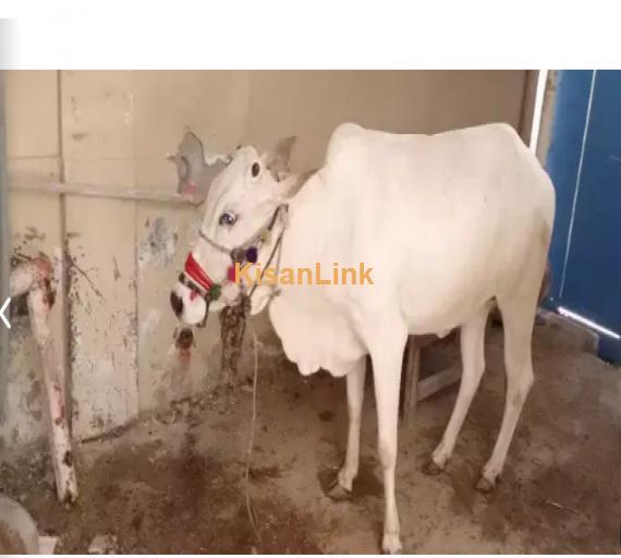 Cow For Sale