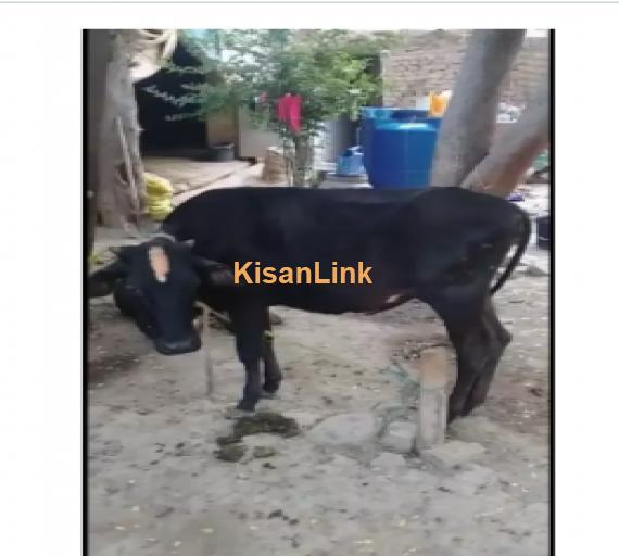 Cow For Sale