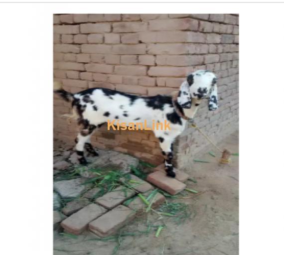 Goat for Sale