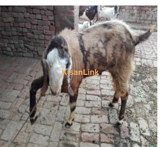 Goat for Sale