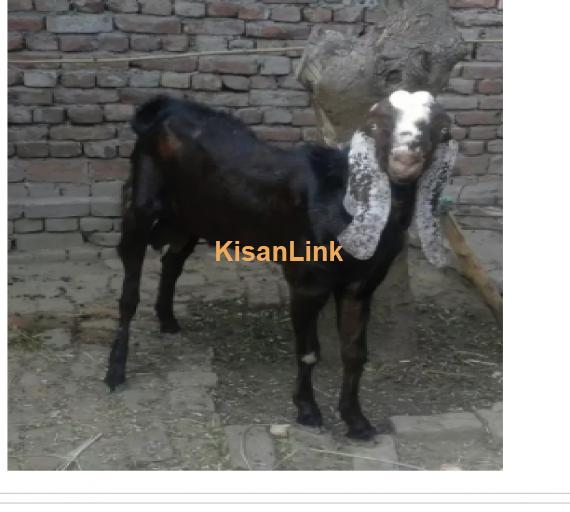 Goat for Sale