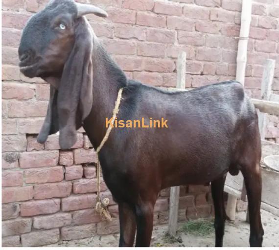 Goat for Sale