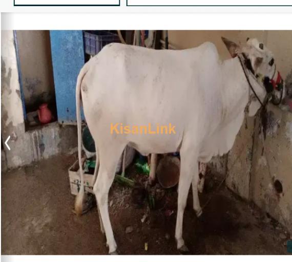 Cow For Sale