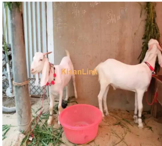 Goat for Sale