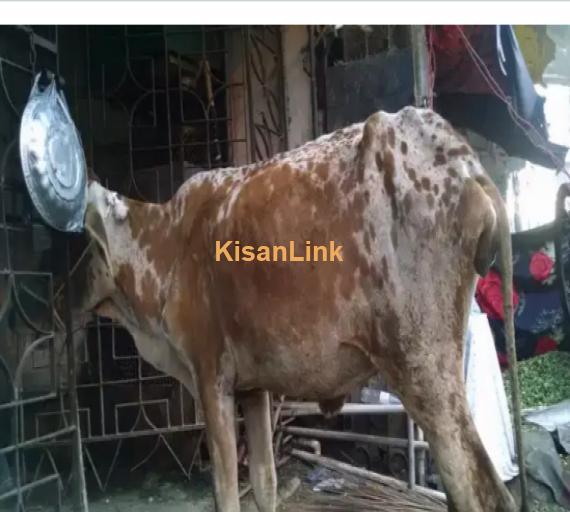 Cow For Sale