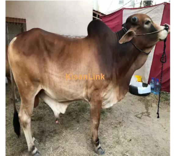 Cow For Sale