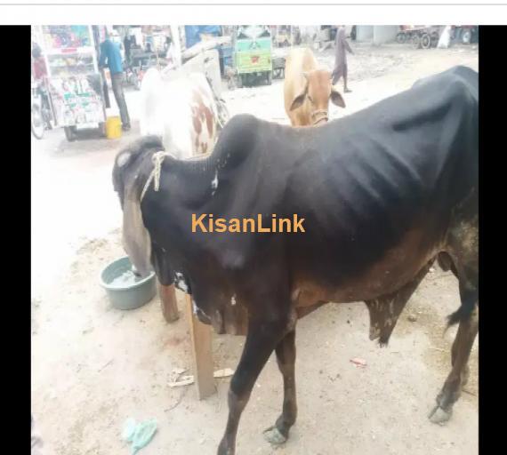 Cow For Sale