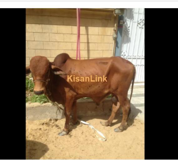 Cow For Sale