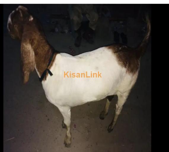 Goat for Sale