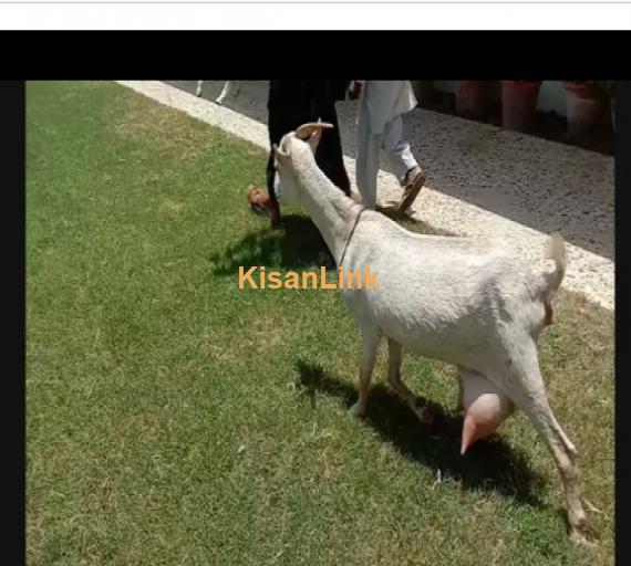 Goat for Sale