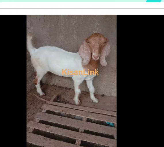 Goat for Sale