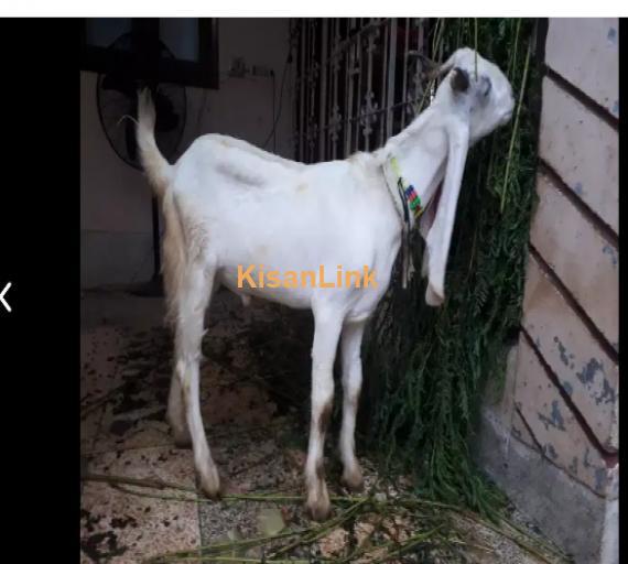 Goat for Sale