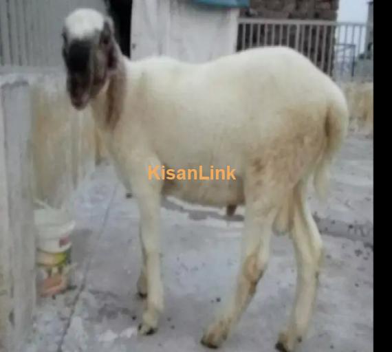 Goat for Sale