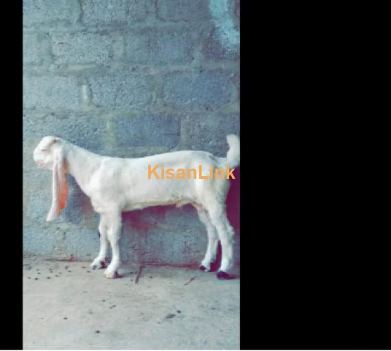 Goat for Sale