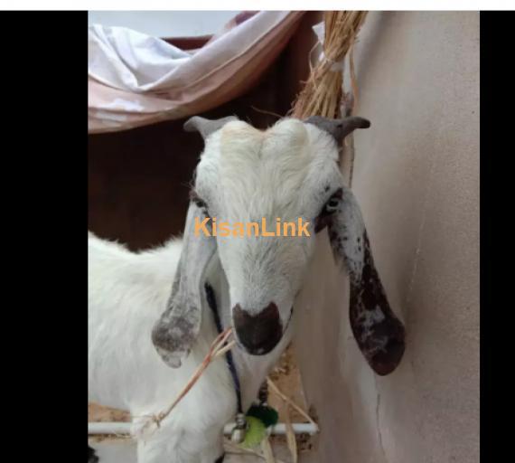 Goat for Sale