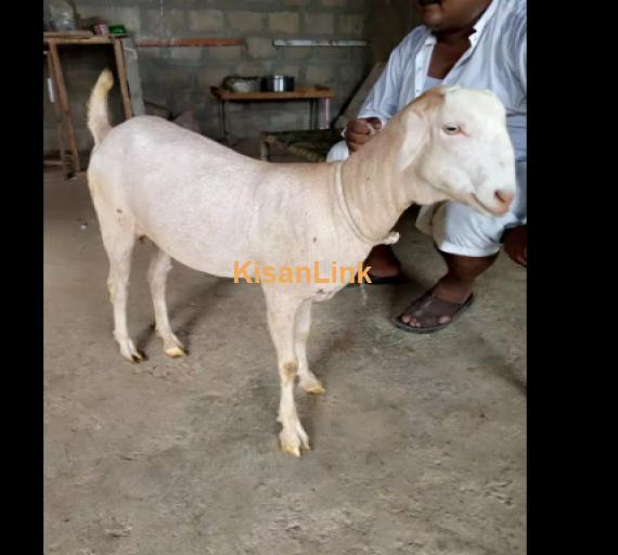 Goat for Sale