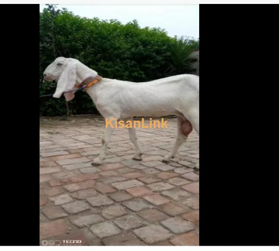 Goat for Sale