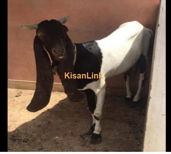 Goat for Sale