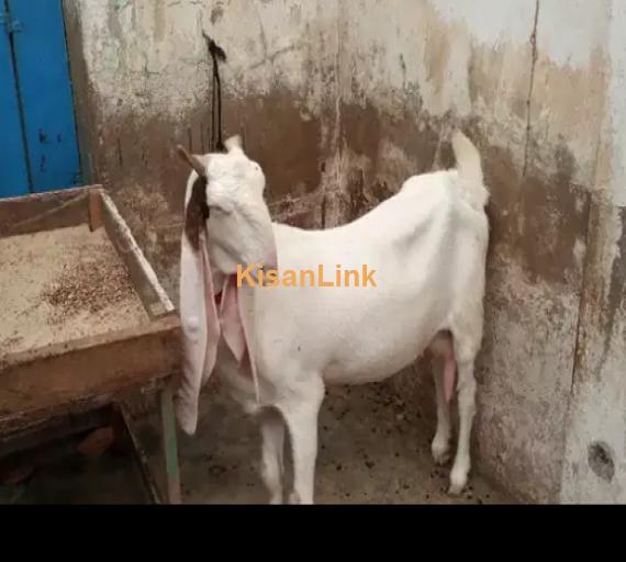 Goat for Sale