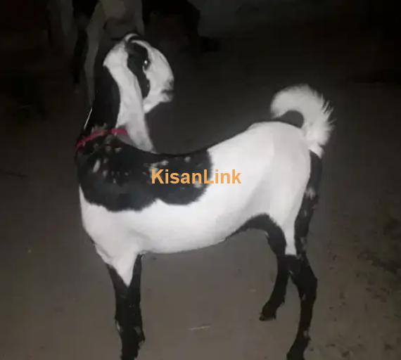 Goat for Sale