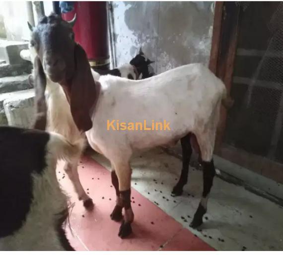 Goat for Sale