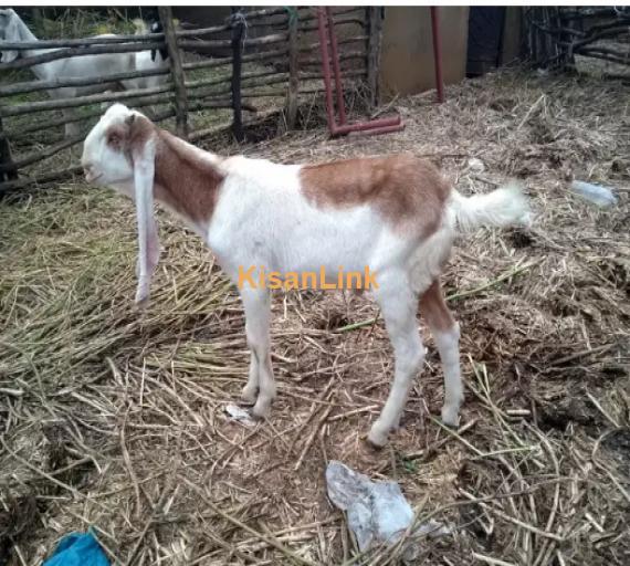 Goat for Sale