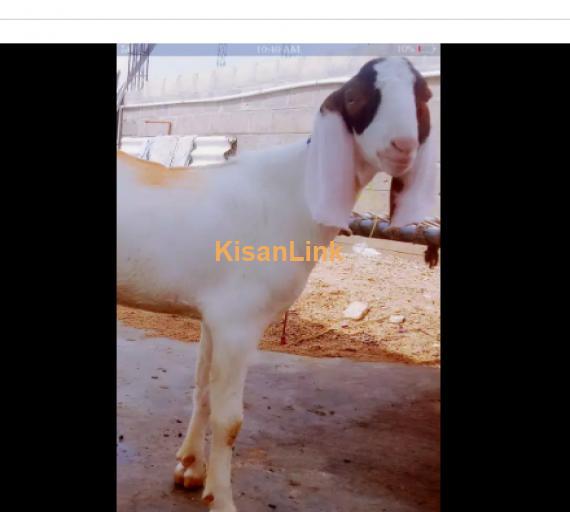 Goat for Sale