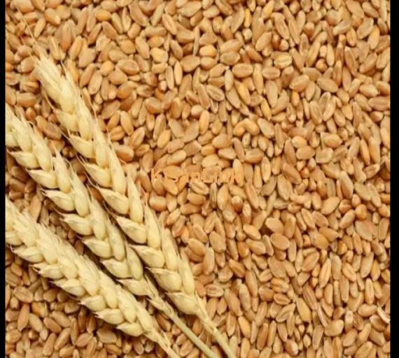 Wheat (گندم)  for Sale