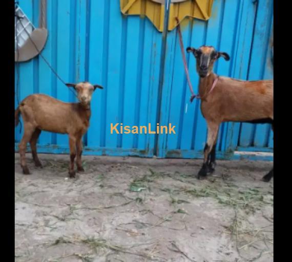 Goat for Sale