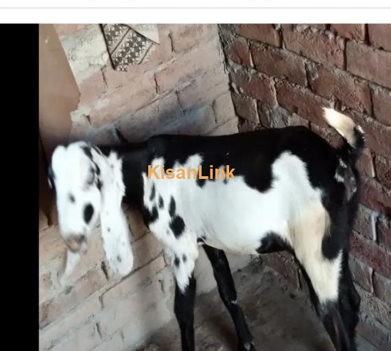 Goat for Sale