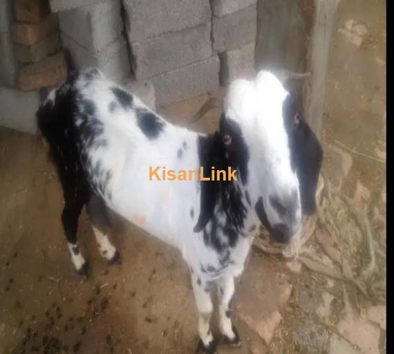 Goat for Sale