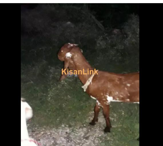 Goat for Sale