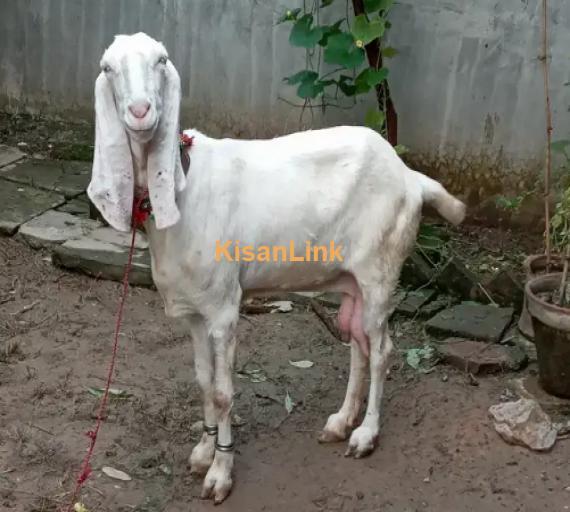 Goat for Sale