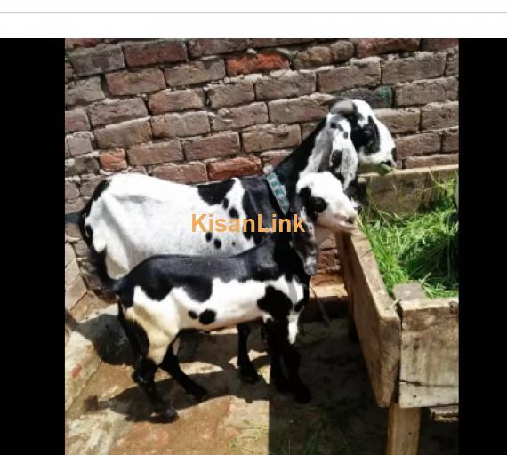 Goat for Sale