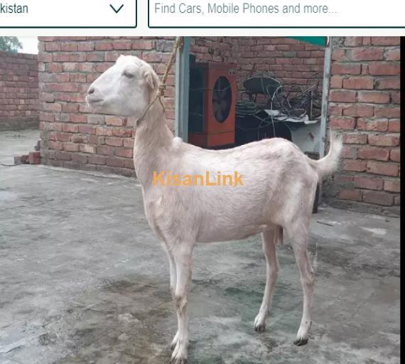 Goat for Sale