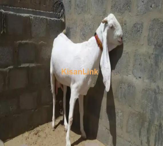 Goat for Sale