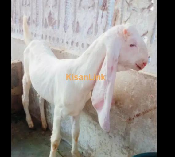 Goat for Sale