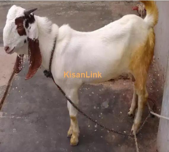 Goat for Sale