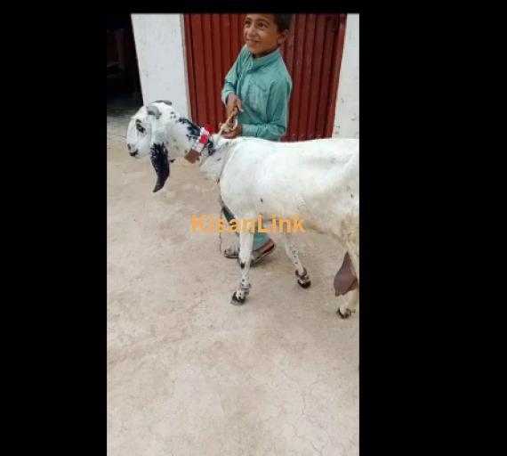 Goat for Sale