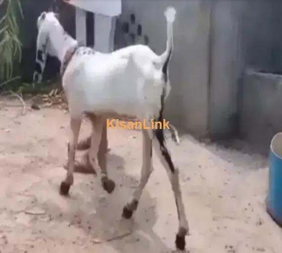 Goats For Sale