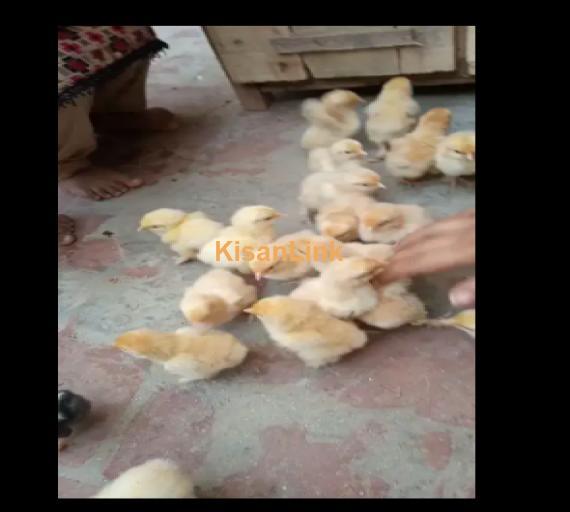 Chicks For Sale