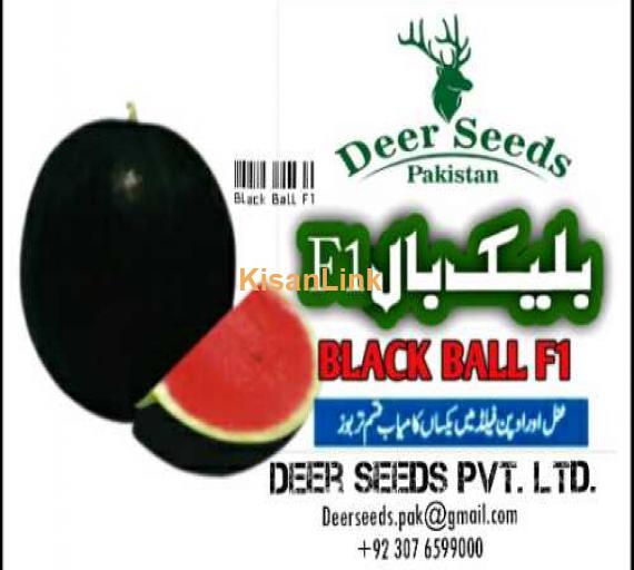 Hybrid Watermelon Black Ball F1