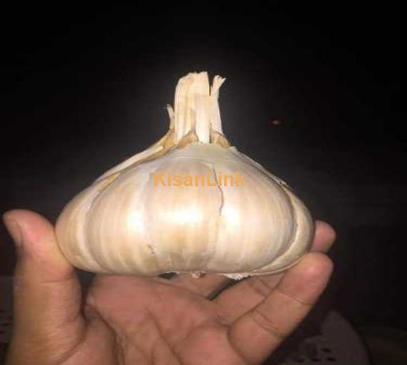 Garlic Seed G1